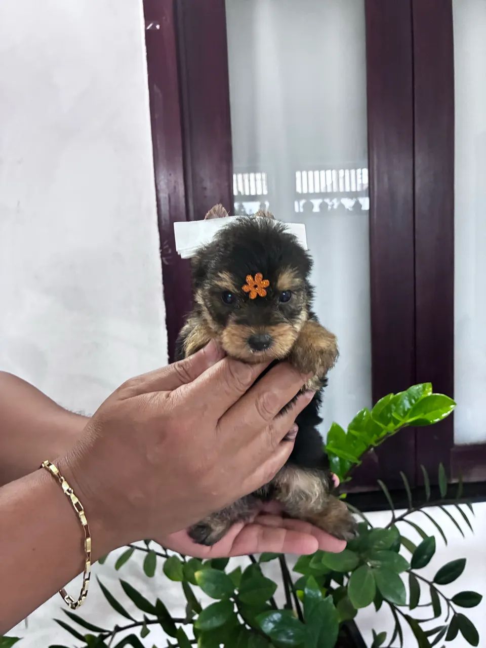 Yorkshire Terrier 