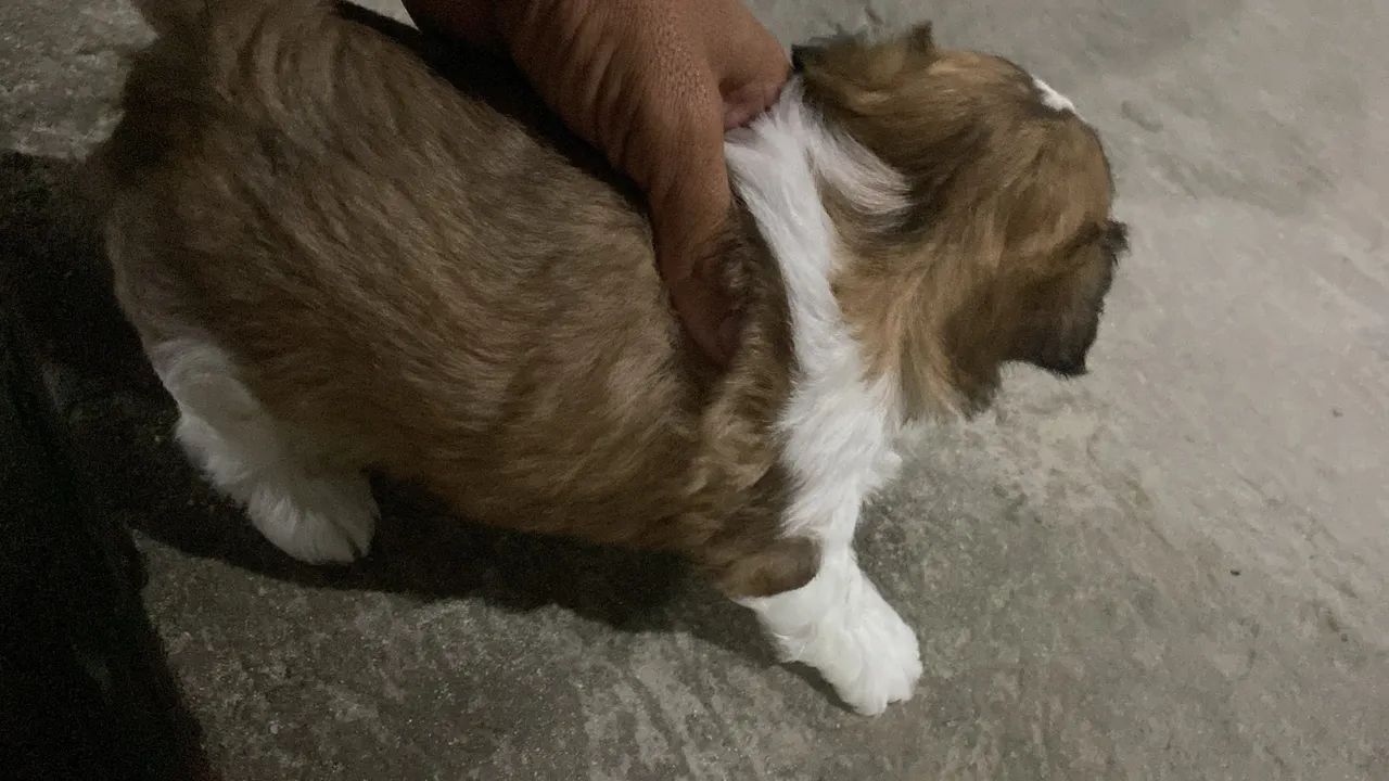 Cachorro shitzu