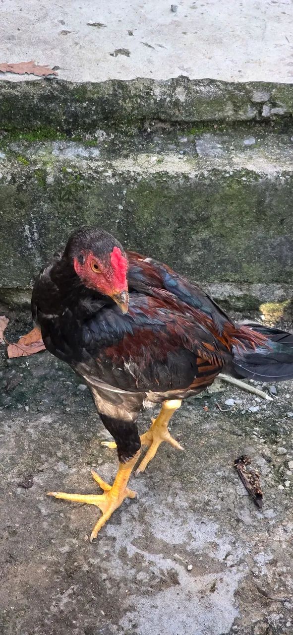 Frango índio  - Foto 5