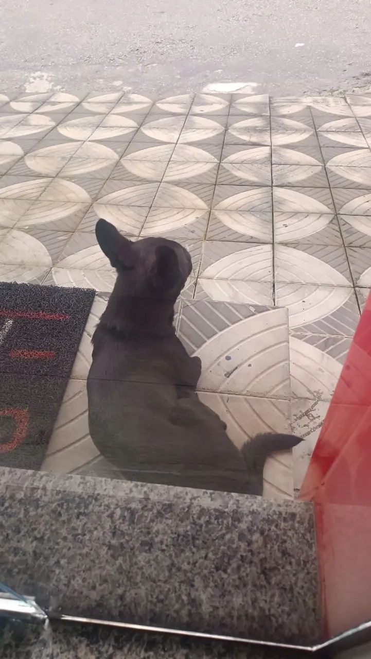 Cachorro - Doação  - Foto 5