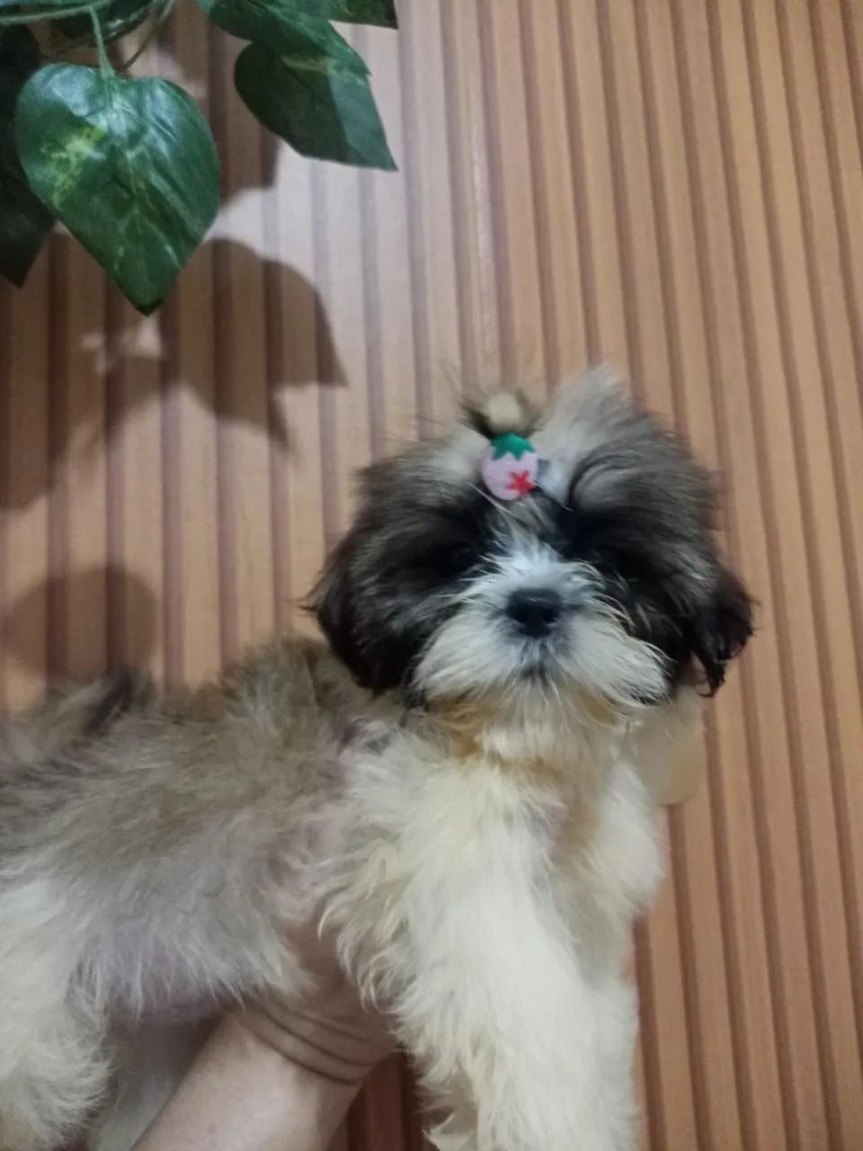 Shih tzu  - Foto 5