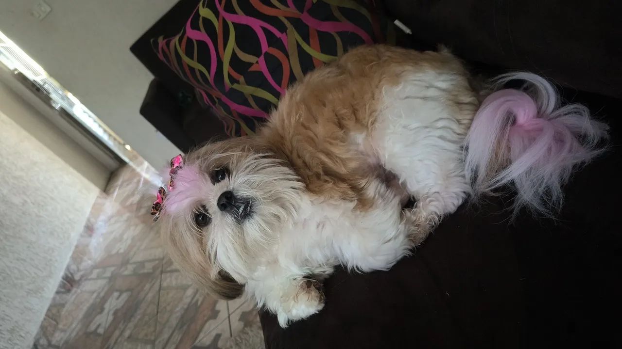 Hotel pet  - Foto 2