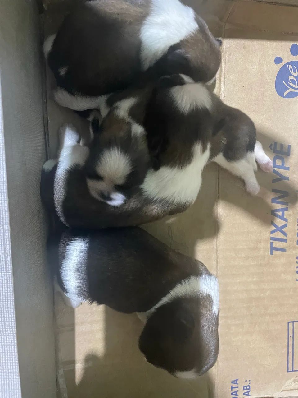 Shiatsu - Foto 3