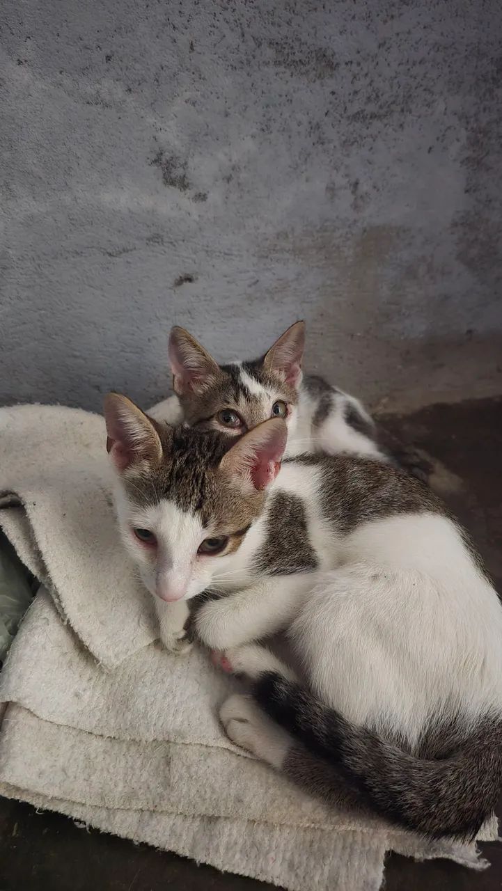 Doação de gatinhos
