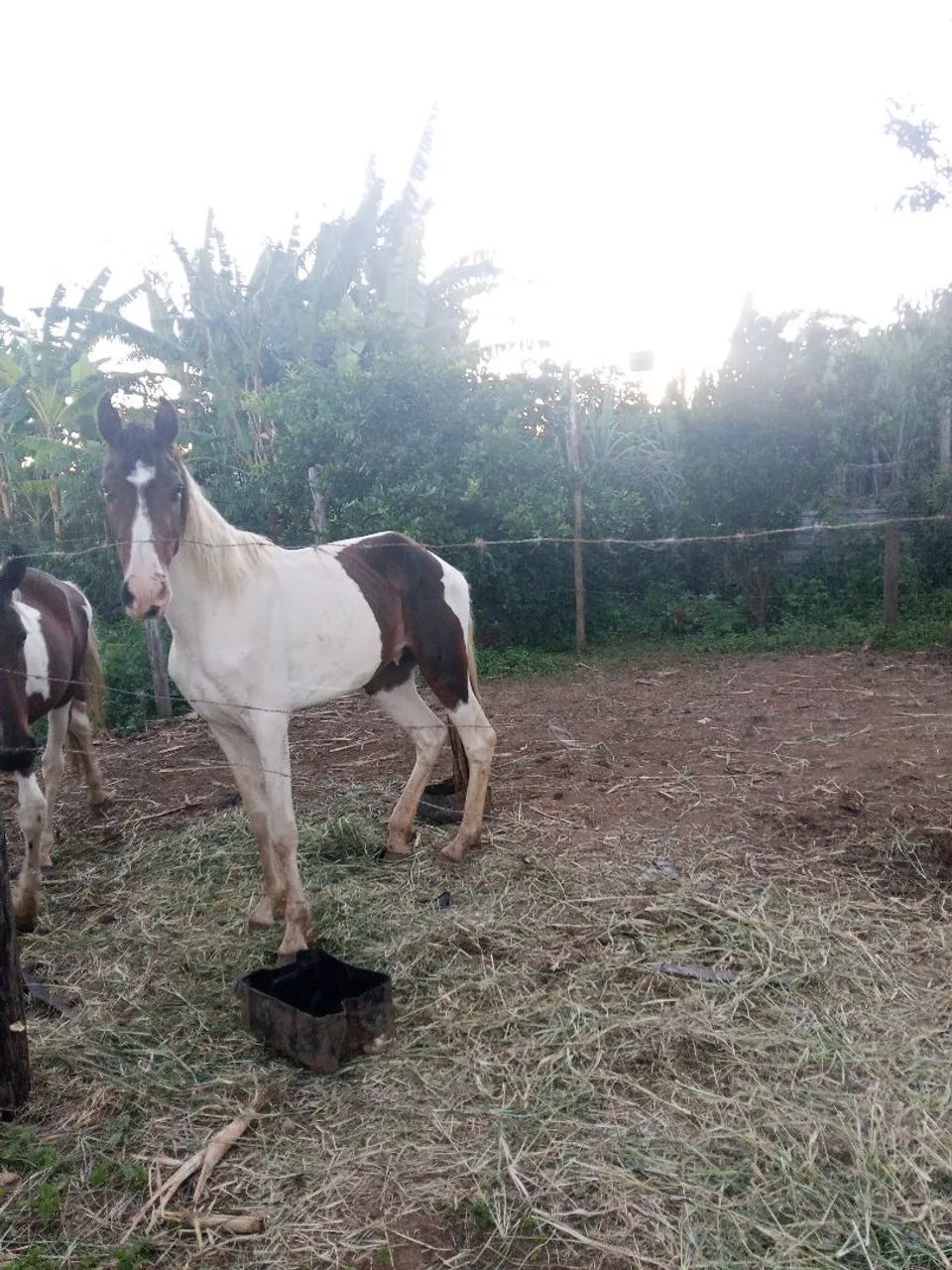Dois potro manga larga 