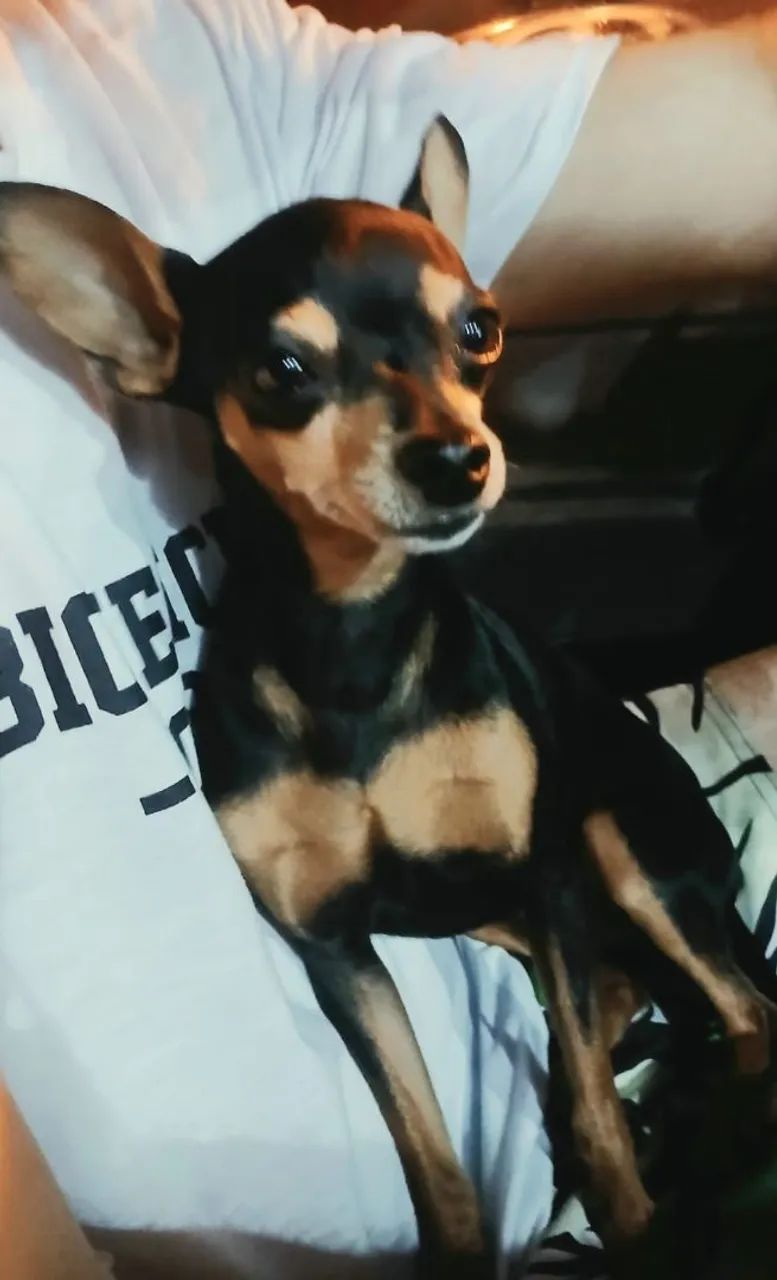 Cachorro pinscher 2