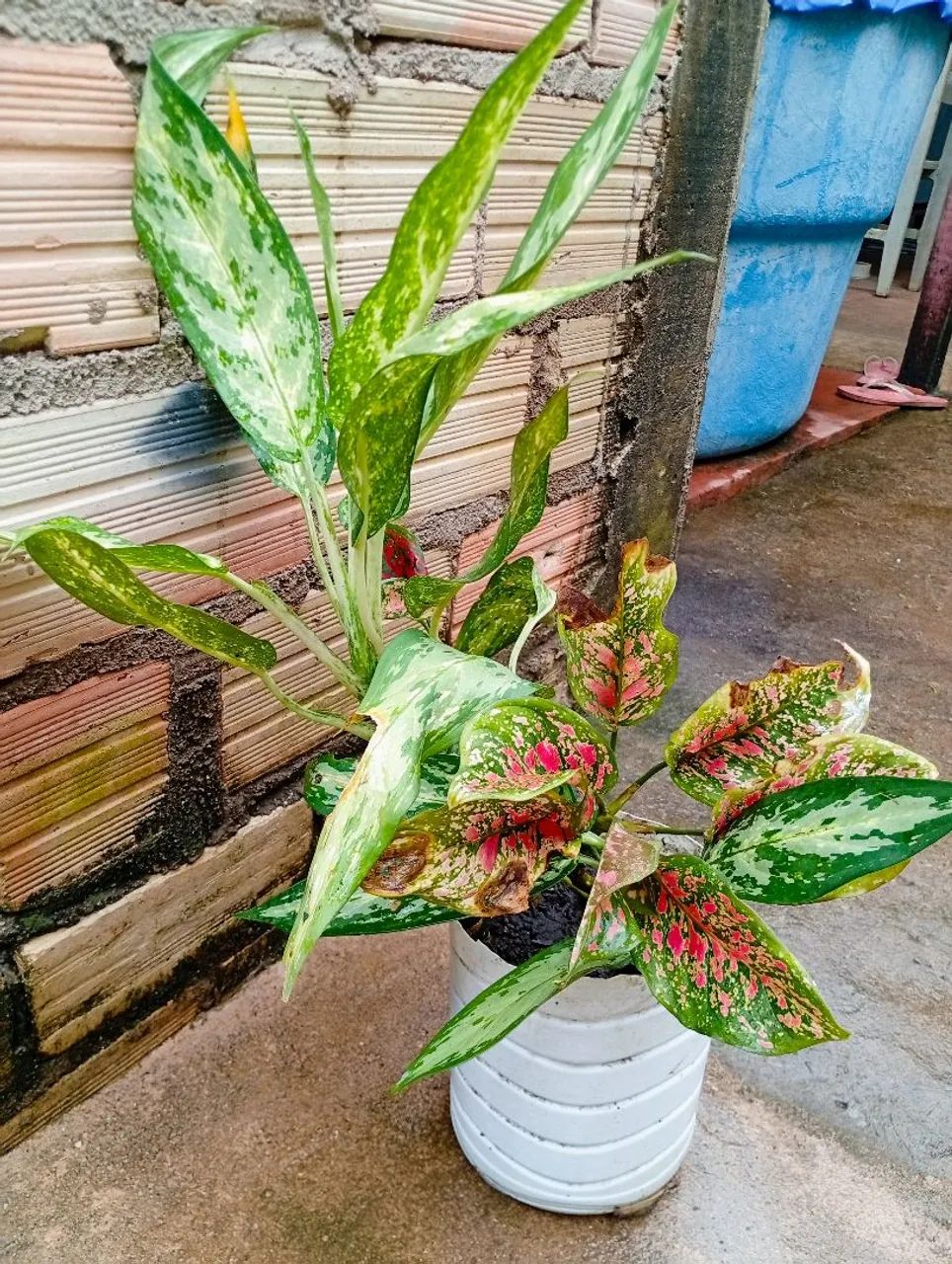 Aglaonema