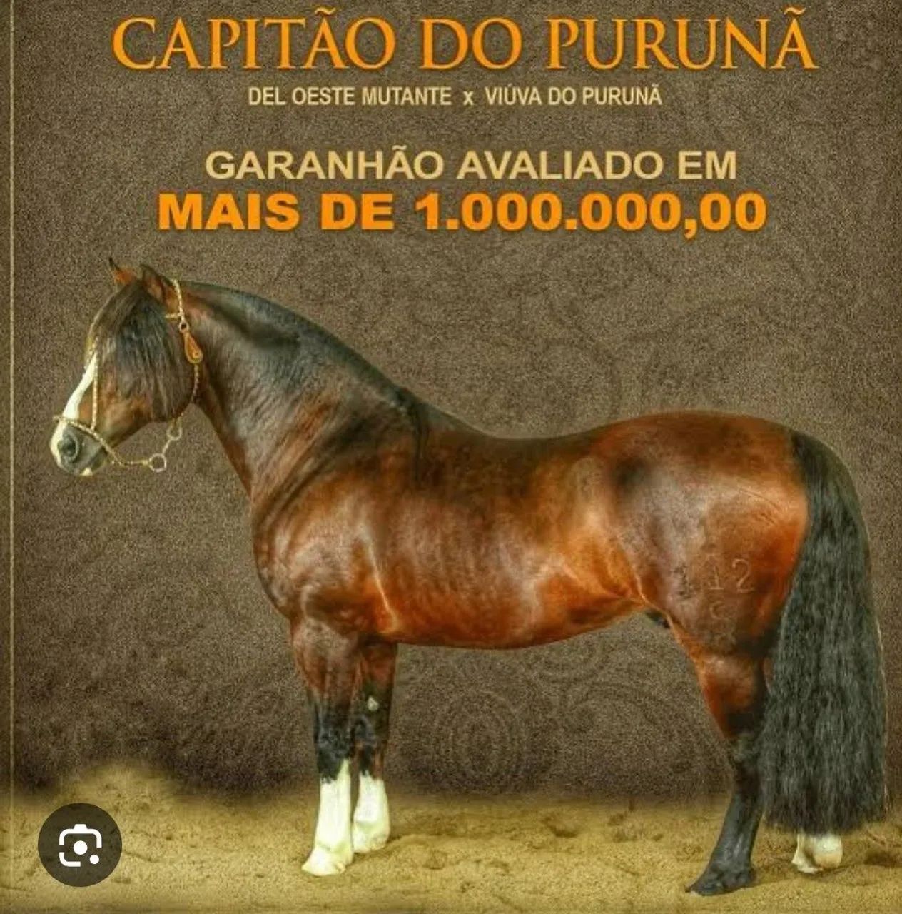 VENDO LINDO POTRO CRIOULO - Foto 6