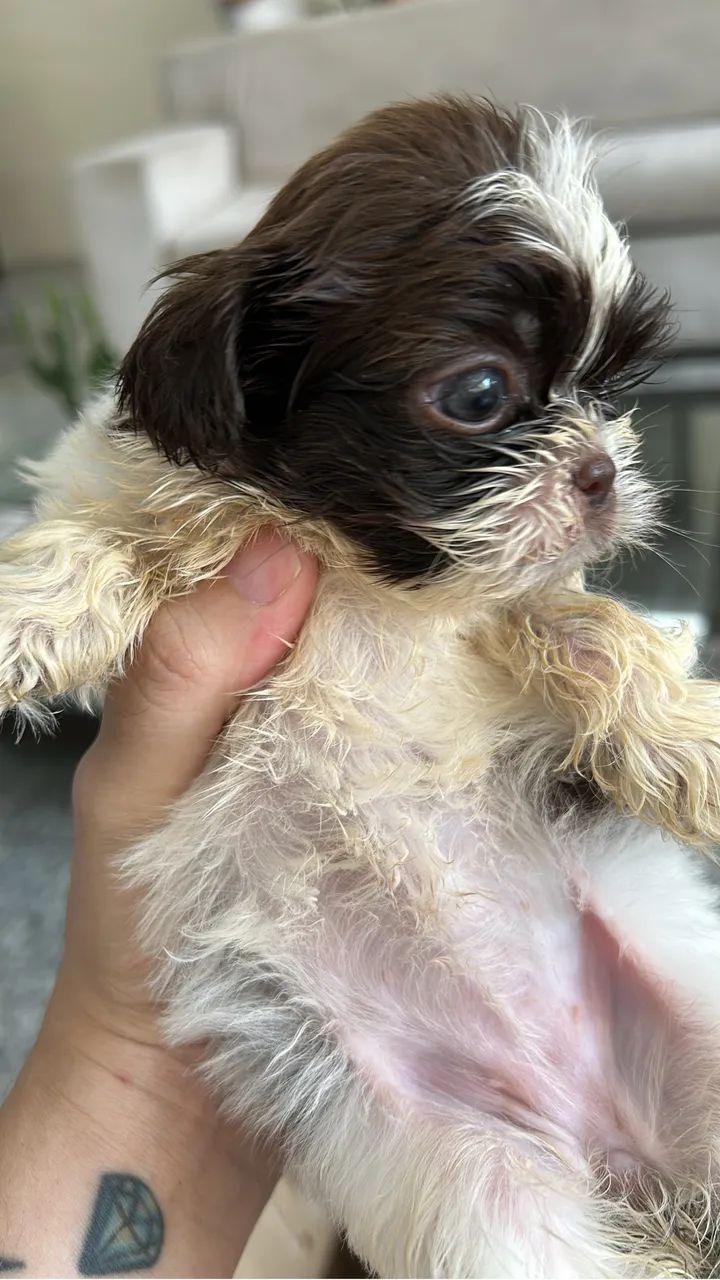 Filhote de shihtzu macho  - Foto 2