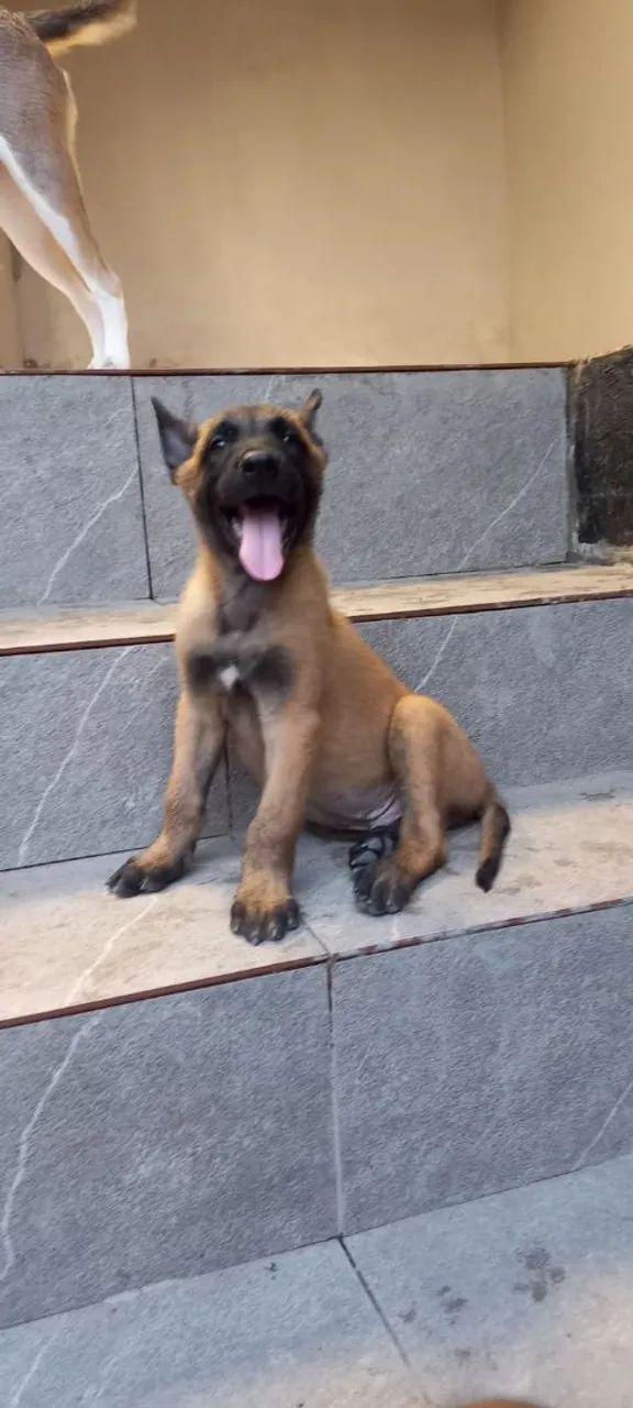 Pastor Malinois!  - Foto 3