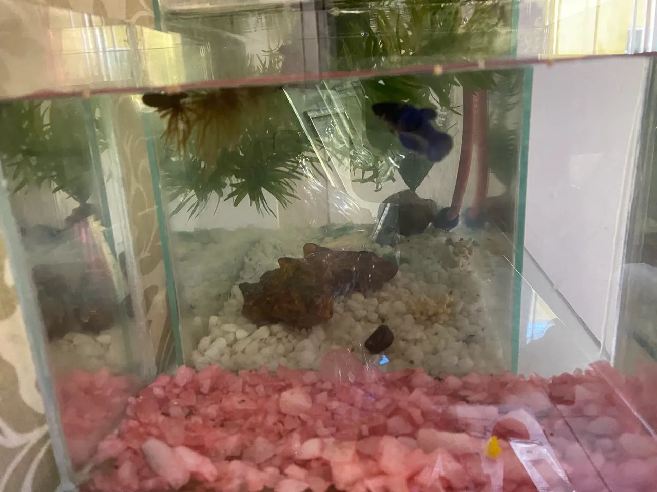 Aquário de 1 litro com Betta Blue fêmea  - Foto 4