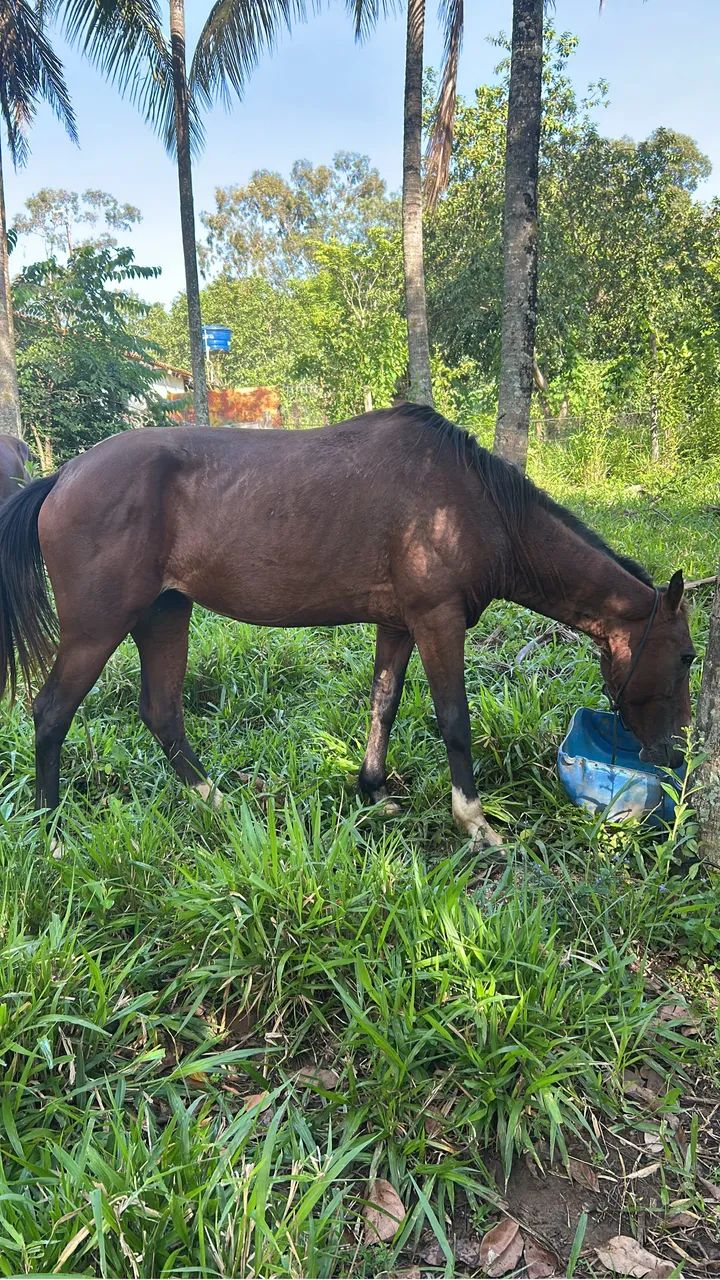 Égua Qm de lida - Foto 2