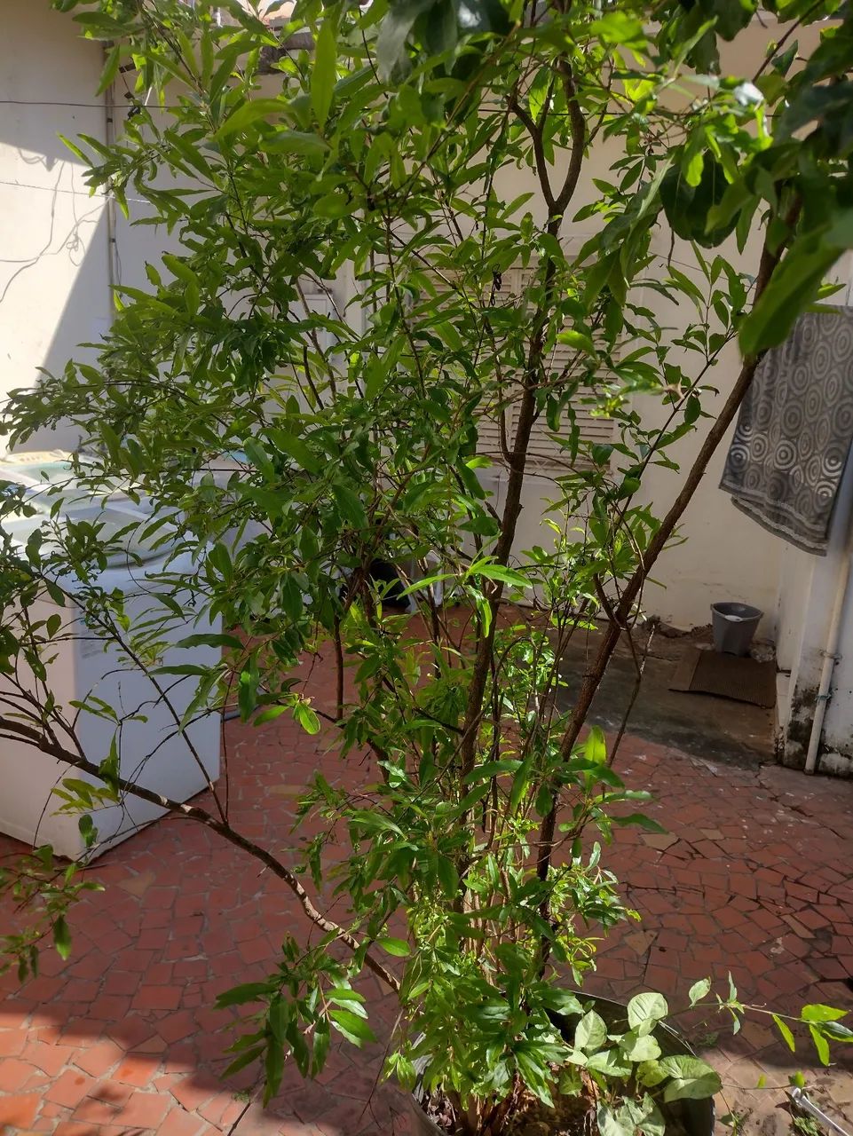 Muda de romã com floração  - Foto 3