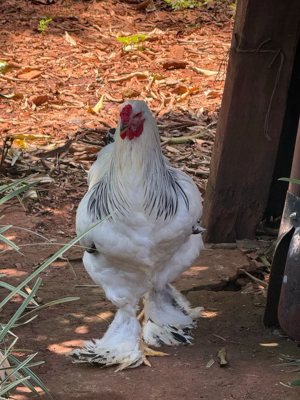 Galos e galinhas Bhama 
