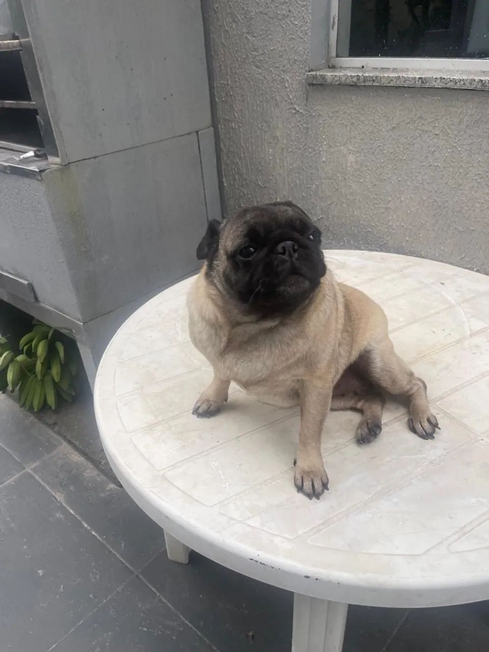 Pug fêmea - Foto 3