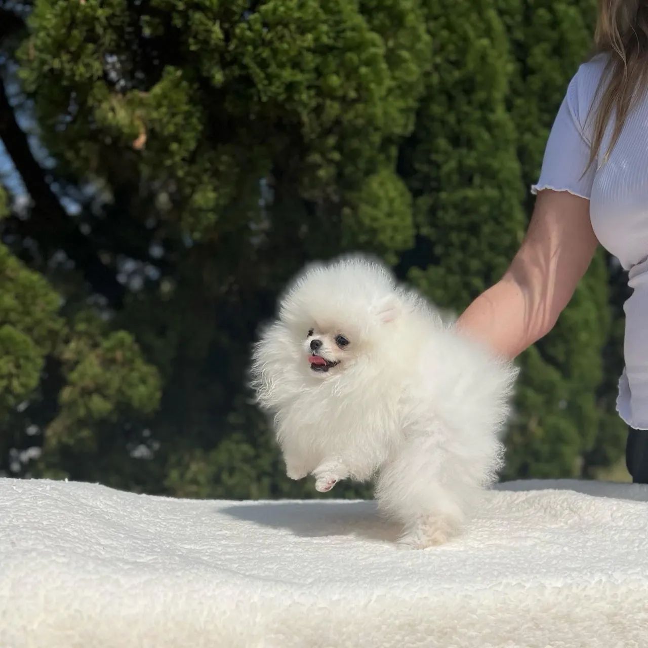SPITZ alemão macho e fêmea  - Foto 4