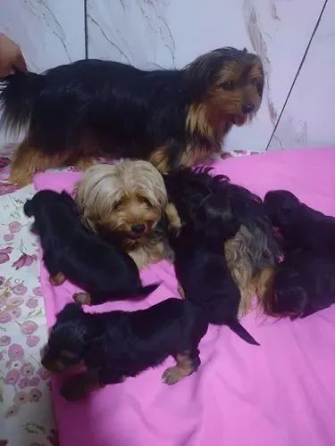 Yorkshire Terrier adoção *