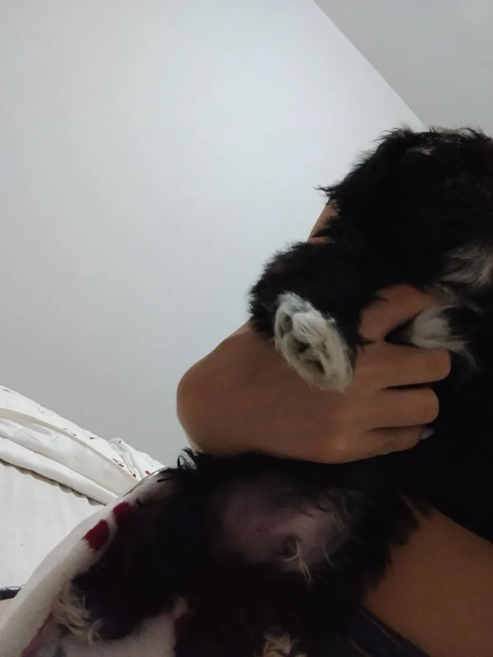 Cachorro - Shitzu  - Foto 2