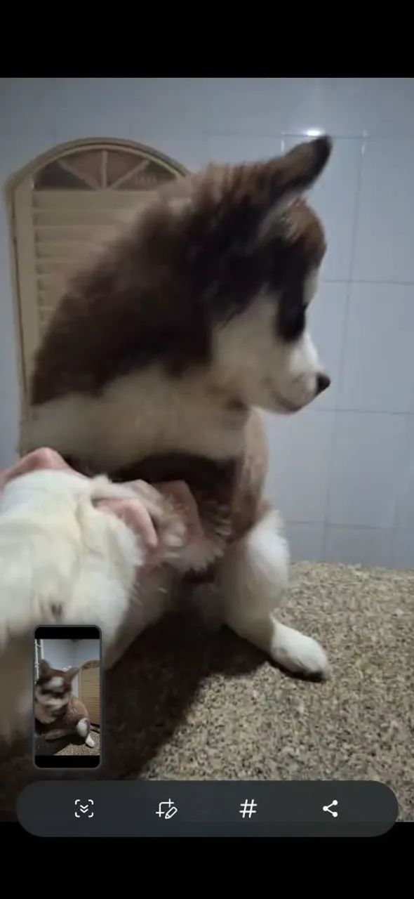 Husky 