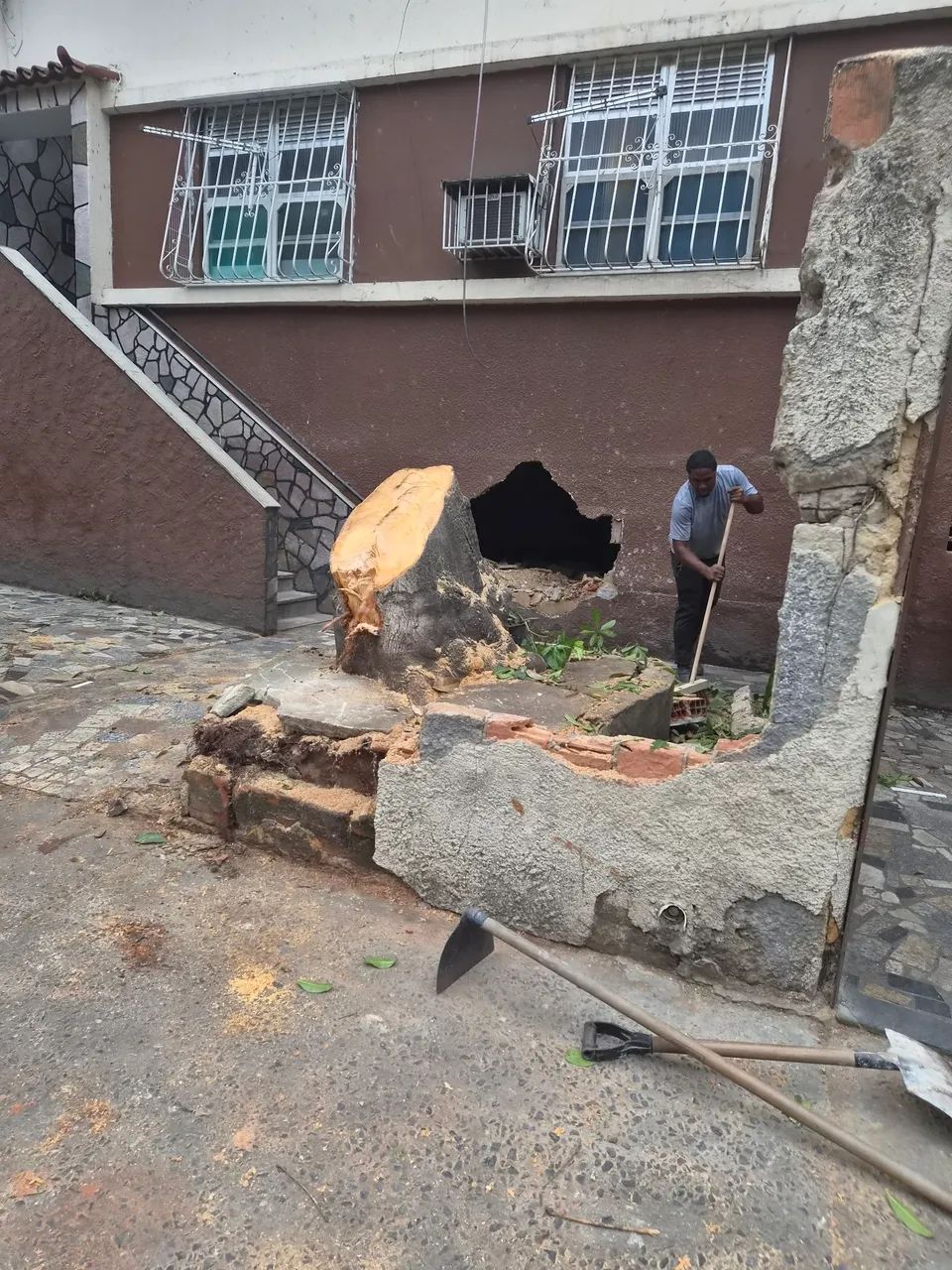 Corte / poda - Foto 2
