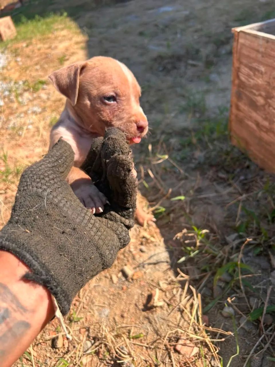 Filhotes de Pitbull  - Foto 3