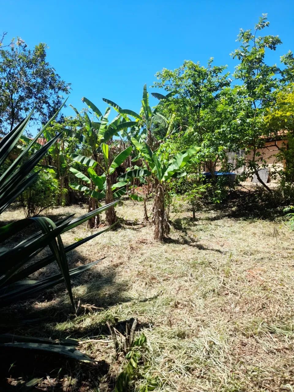 Chácara Juazeiro - Conceição do Pará MG - Foto 2