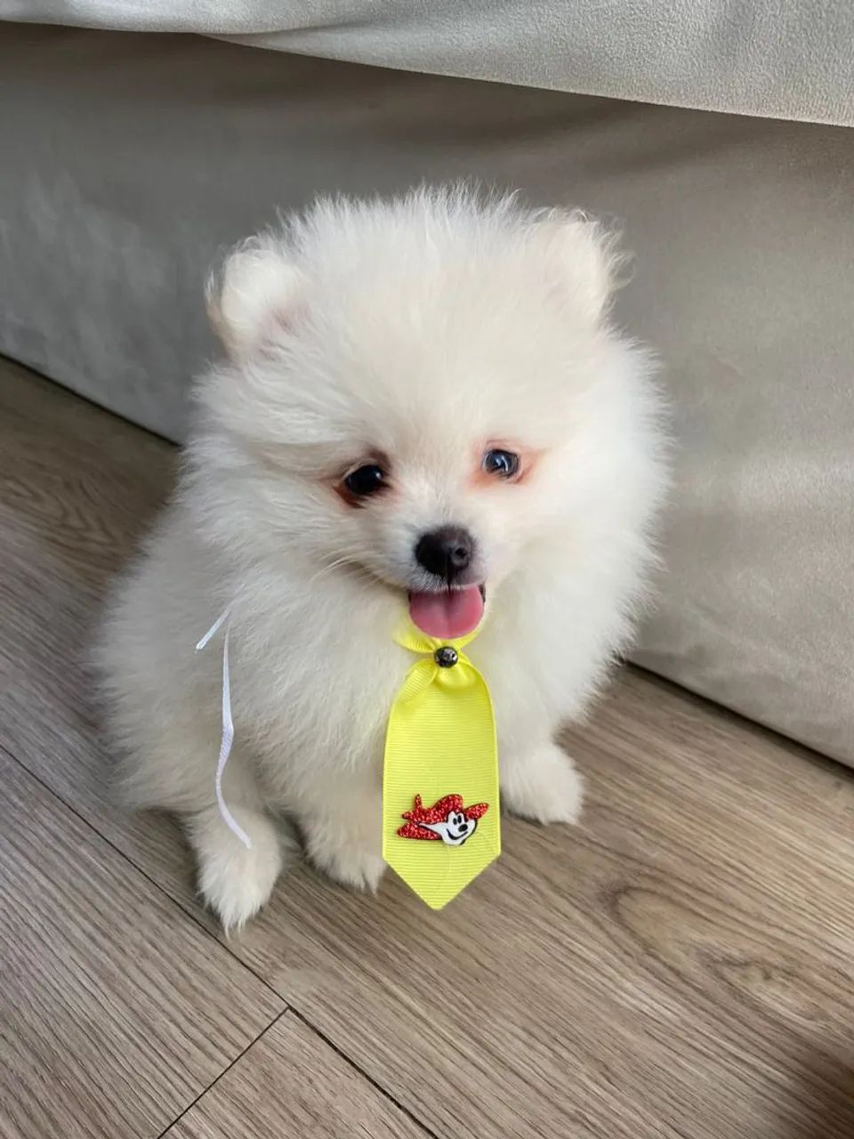 Lulu filhote macho PROMOÇÃO 