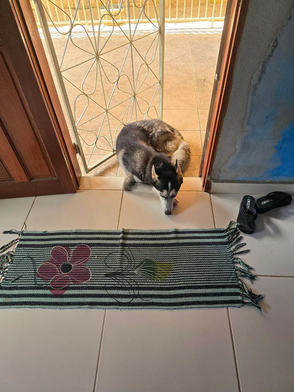 Vende se cachorro - Foto 4