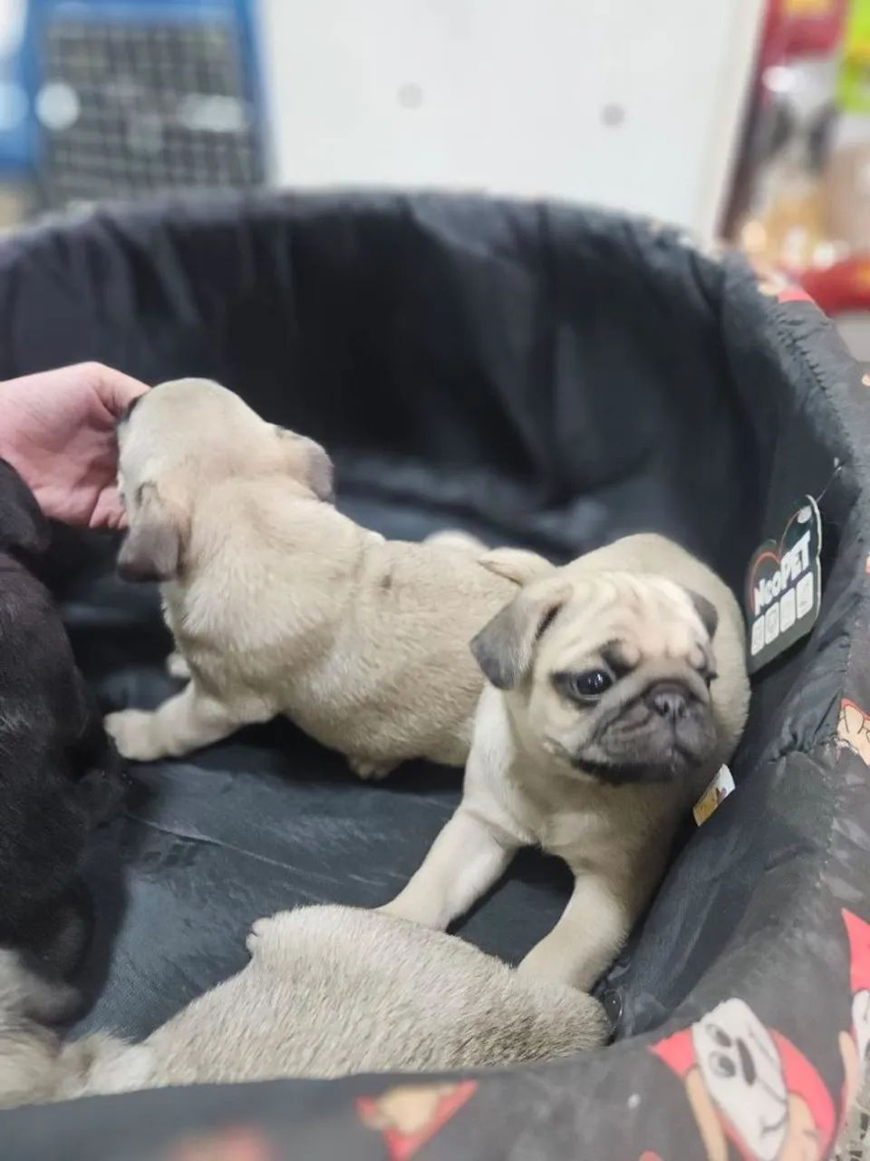Pug - filhotes - Foto 3