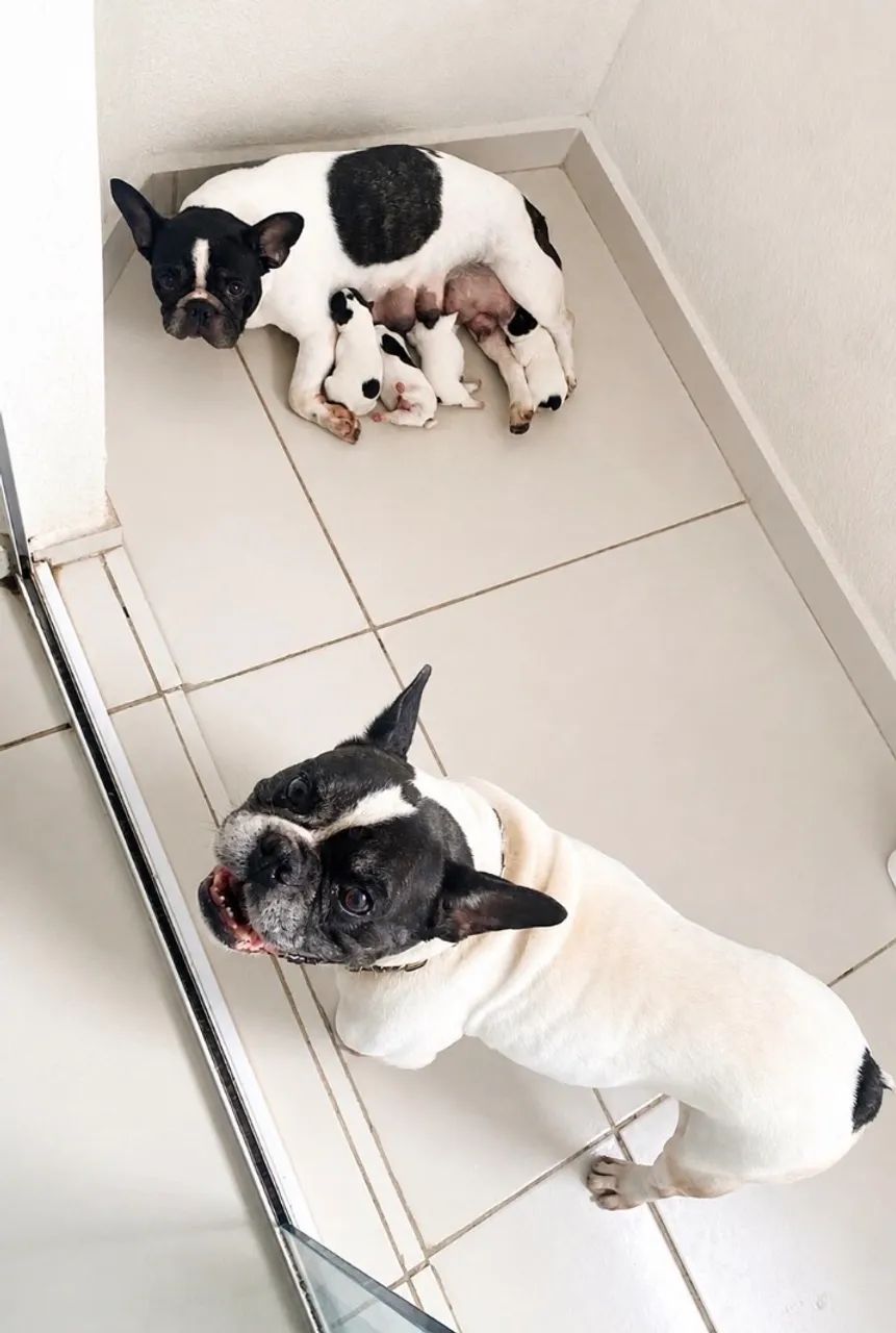 Filhotes Buldogue Francês  - Foto 2