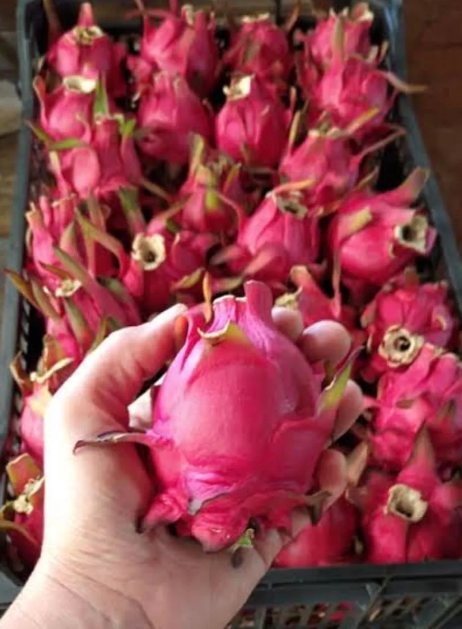 Pitaya saborosas  - Foto 5