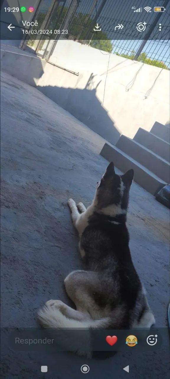 Husky Siberiano  - Foto 5