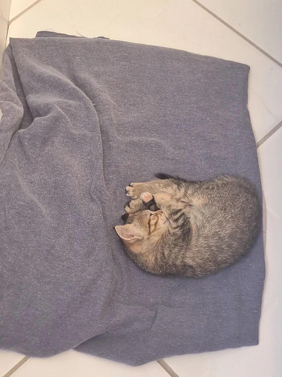 DOAÇÃO GATA FÊMEA FILHOTE - Foto 3