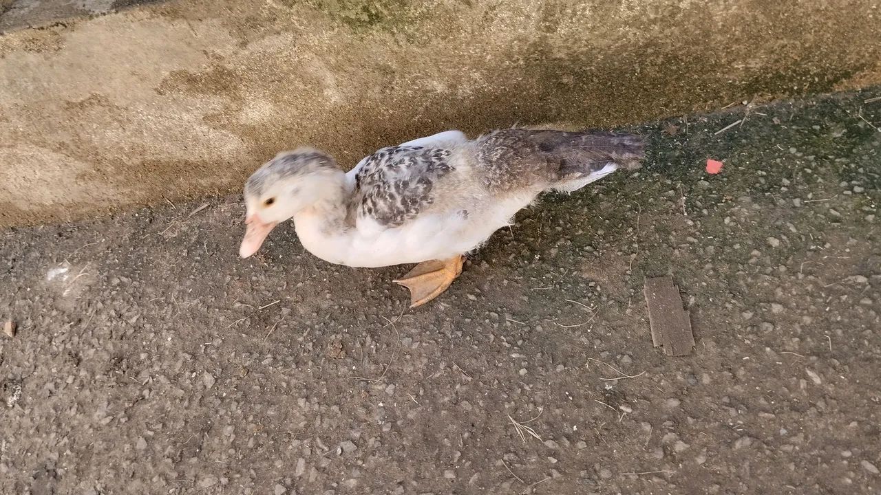 Patos   - Foto 4