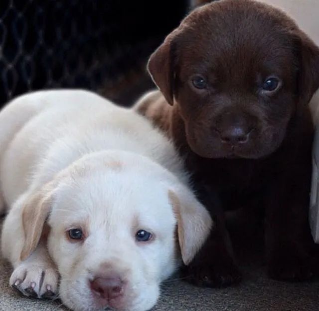 Labrador Machos e Femeas 