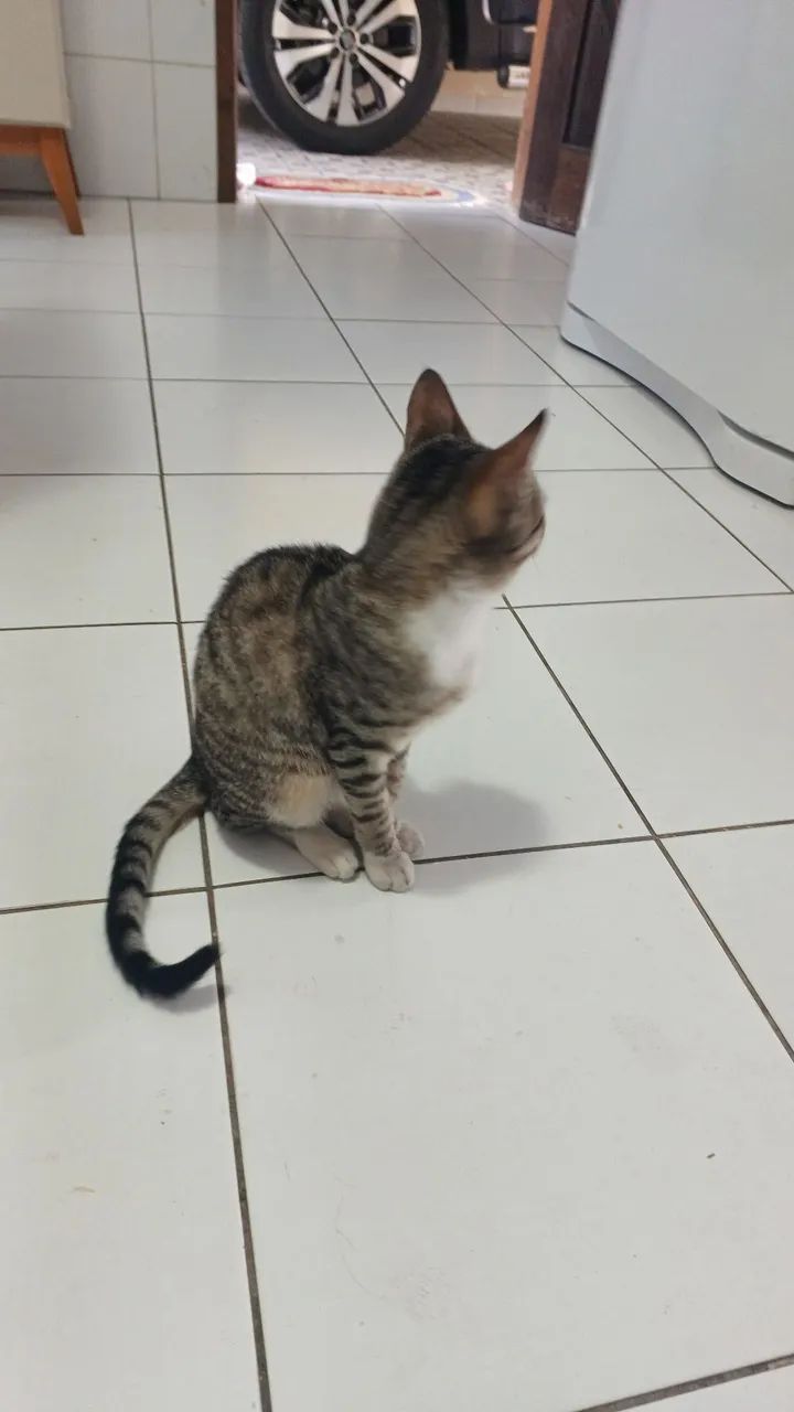 DOANDO  GATA ...esta Sitio cercado.. - Foto 3