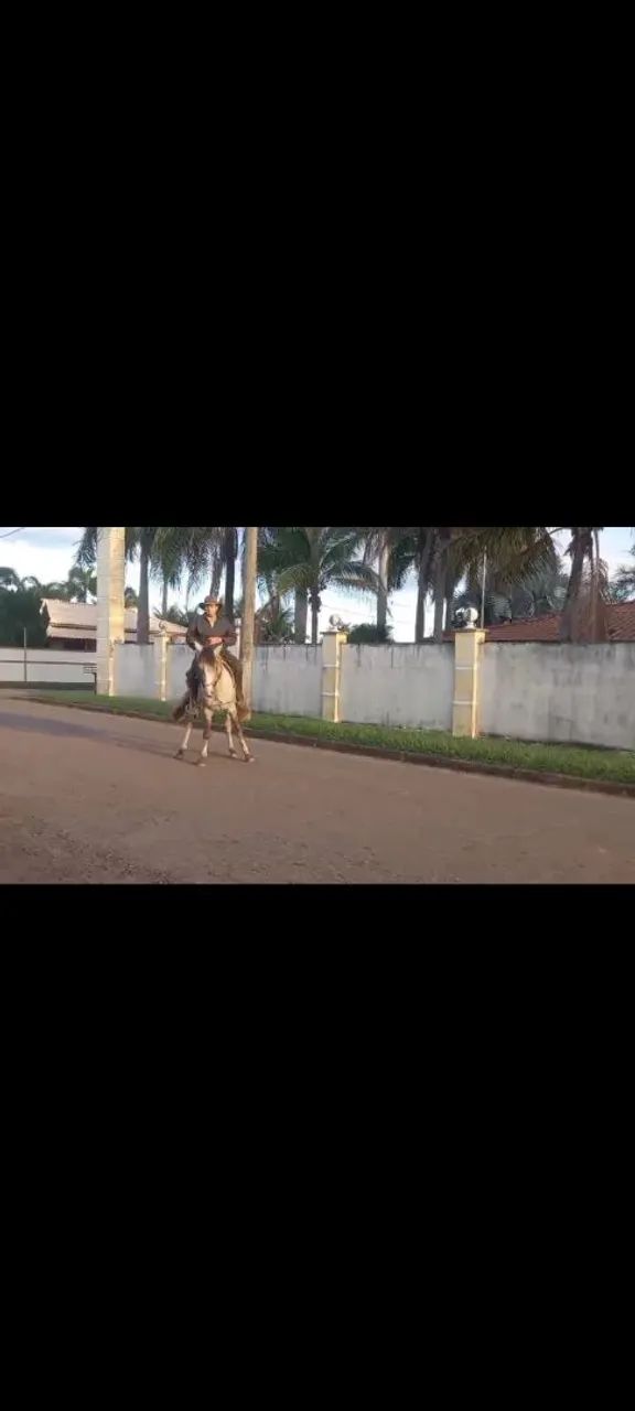 Cavalo  - Foto 5