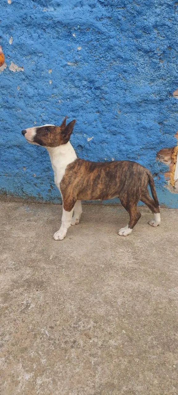 Bull Terrier  - Foto 2