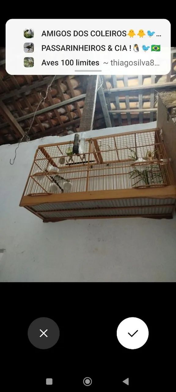 Voador 60 centímetros 