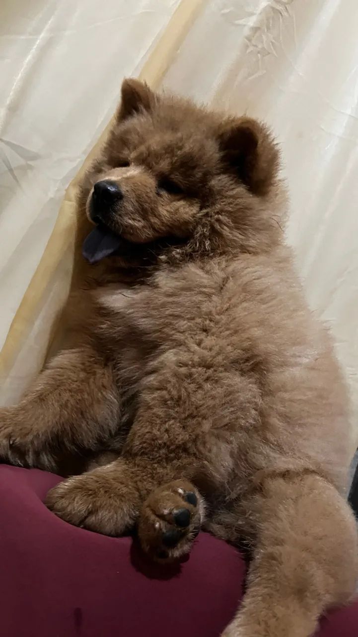 Chow Chow macho  - Foto 3