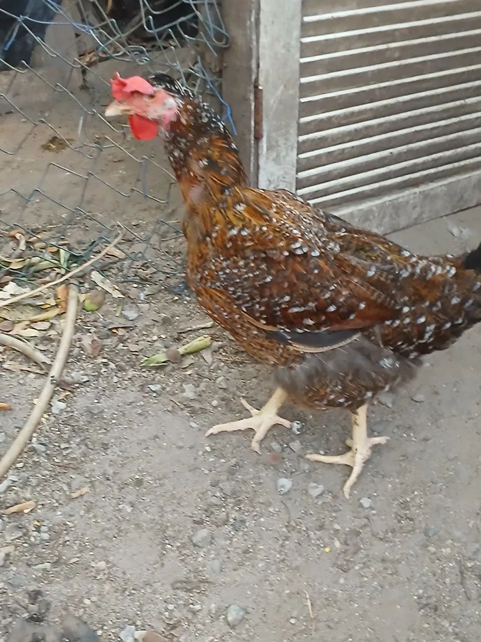 Vendo galinha GSB balão  - Foto 5