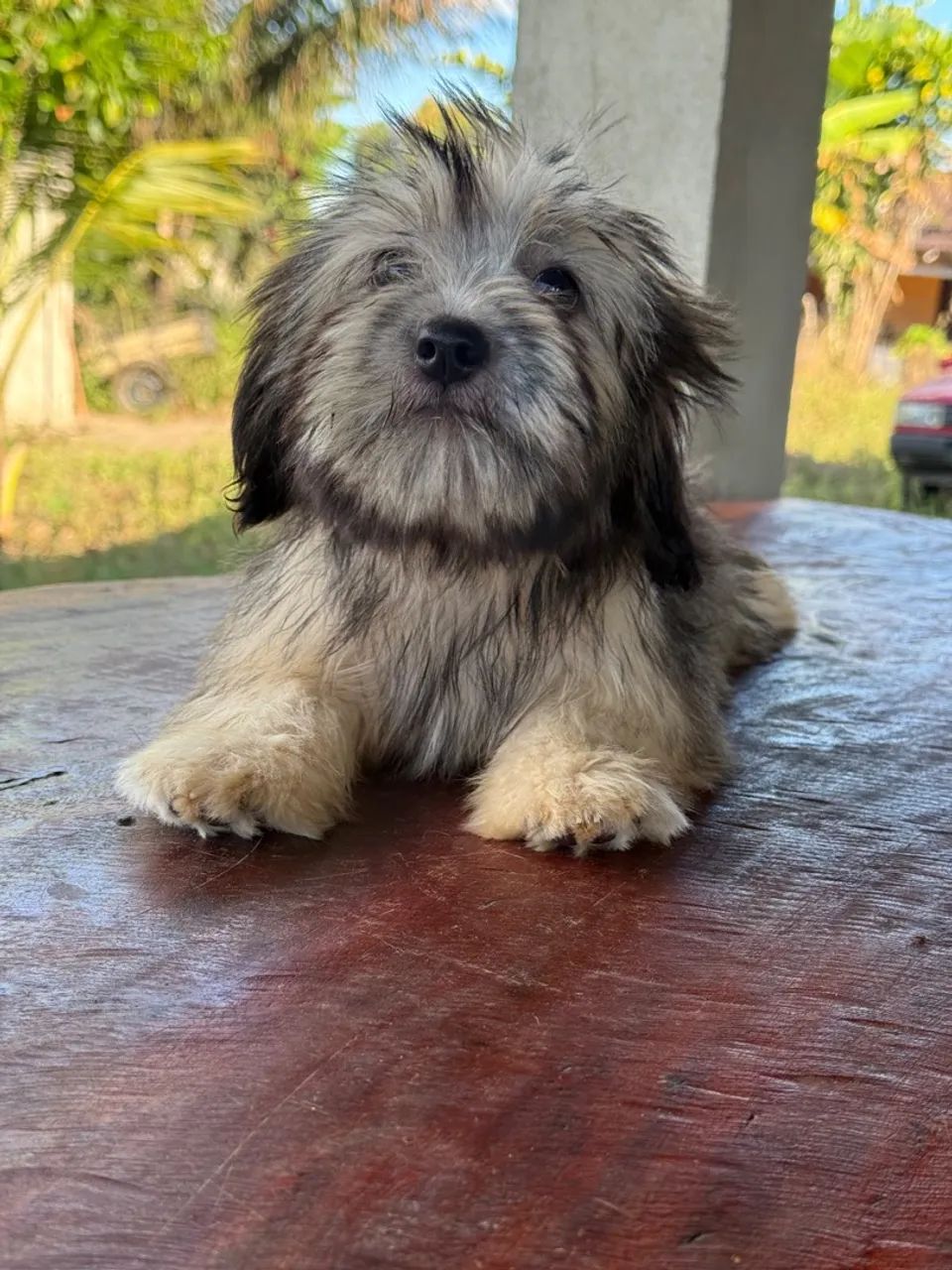 Lhasa Apso fêmea e macho  - Foto 4