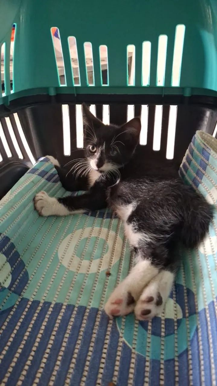 Lindo filhote macho 2 meses 