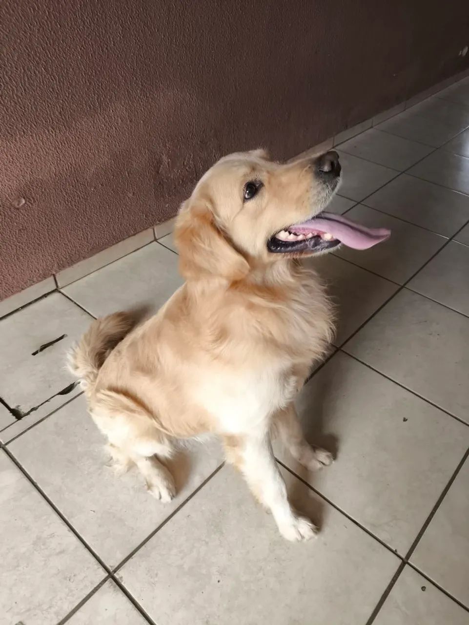 Golden Retriever macho 