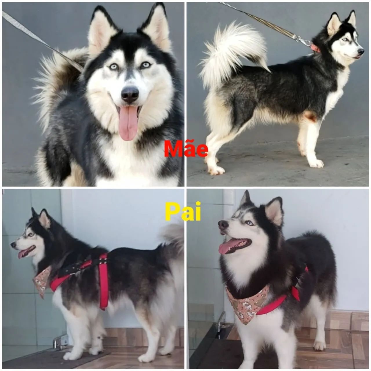 Husky siberiano  - Foto 5