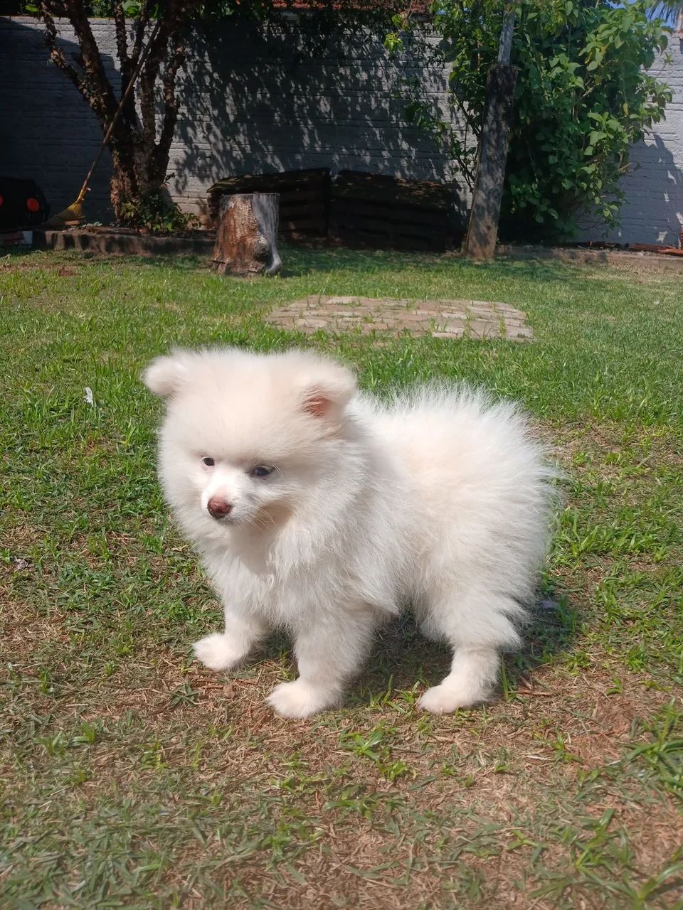Filhotes de spitz alemão machos  - Foto 3
