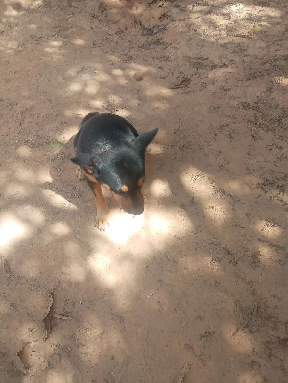 Doação de cachorro macho  - Foto 3