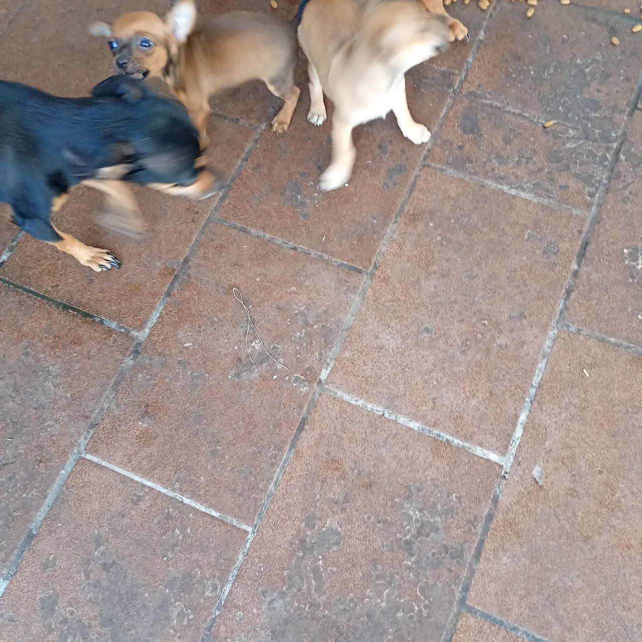 Cachorro Pit no - Foto 2
