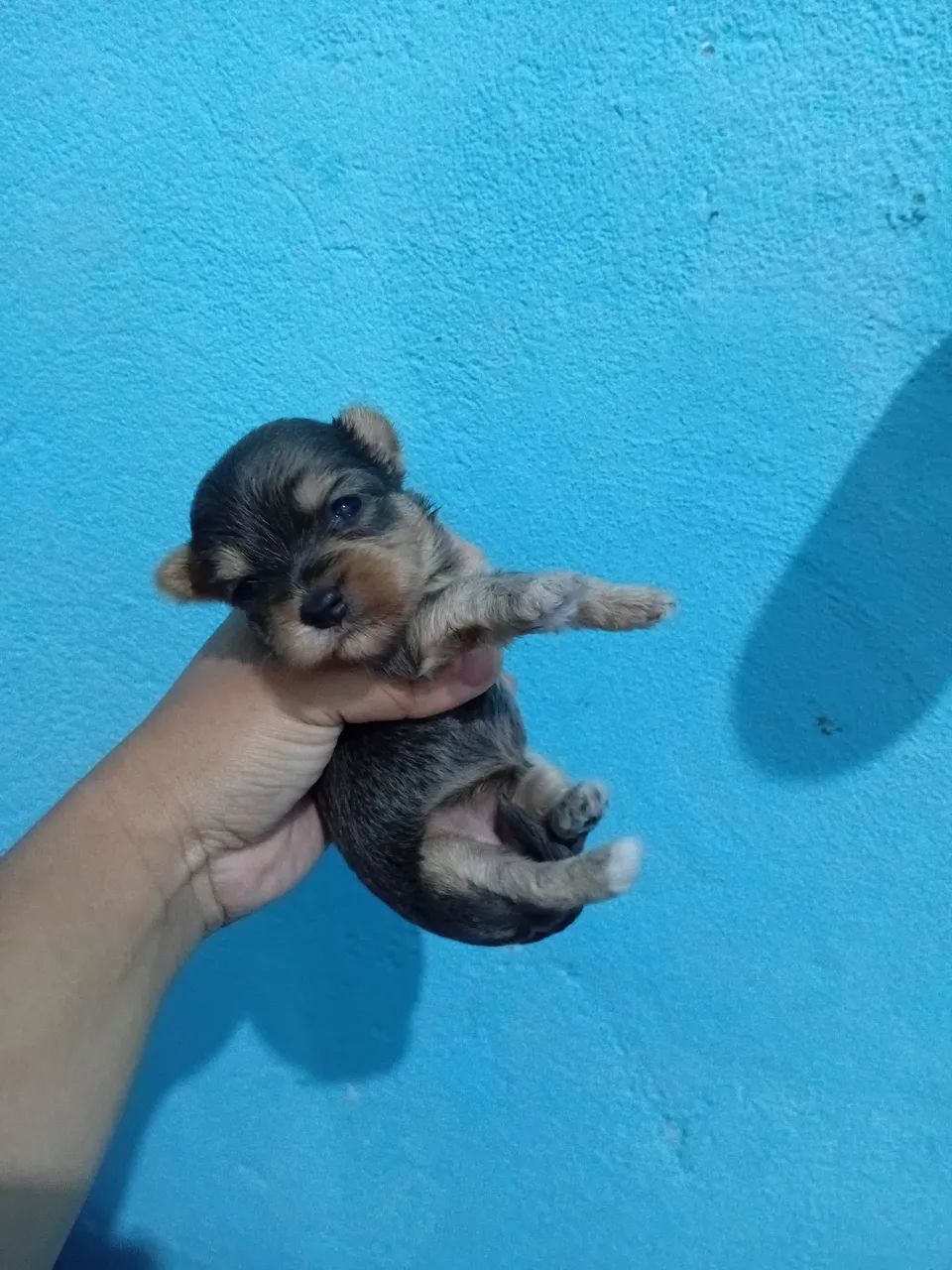Cachorro  - Foto 2