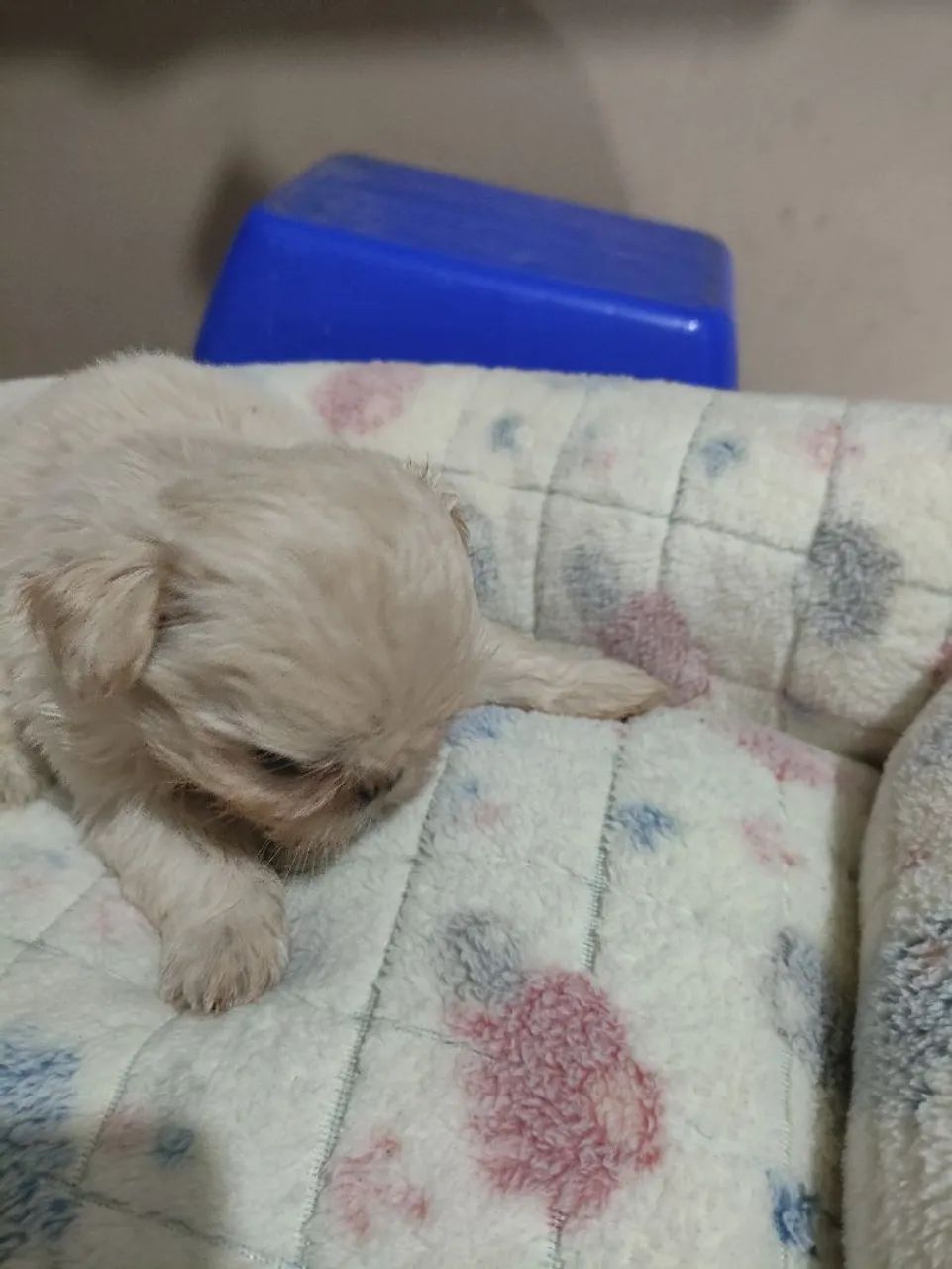 Shihtzu Macho - Foto 5